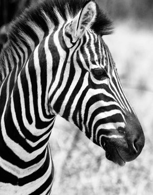 Kruger Wildlife Collection | Designer Boys