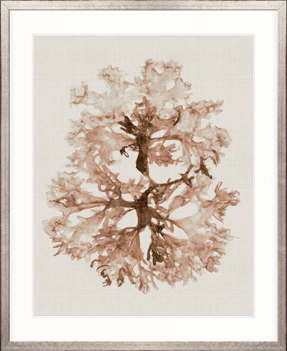 Alderney Coral I