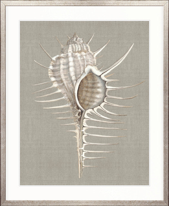 Alva Seashell II