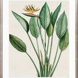 Lush Tropic VI