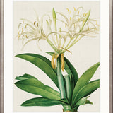 Lush Tropic VII