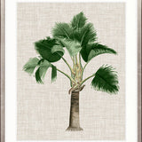 St Aman Palm II