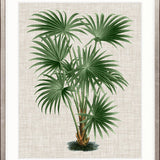 St Aman Palm V