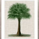 St Aman Palm VI