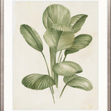 Soft Anaya Palm I