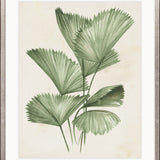 Soft Anaya Palm II