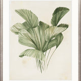 Soft Anaya Palm III