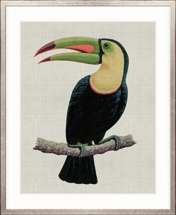 Colourful Toucan IV