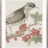Ariala Bird III