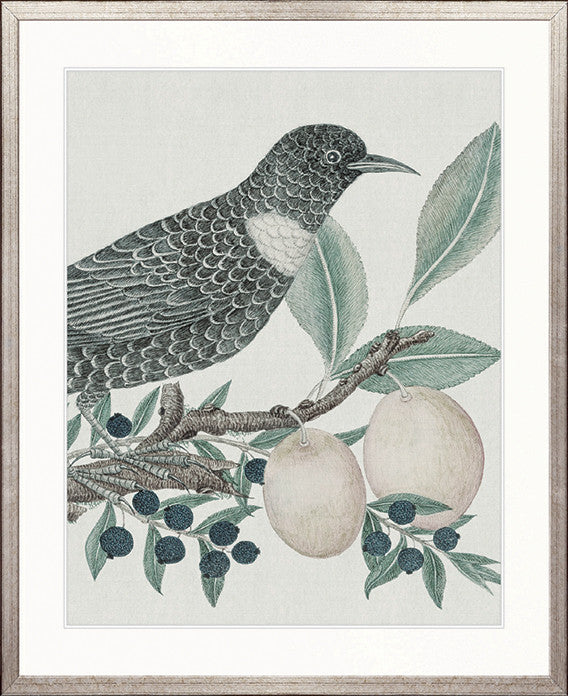 Ariala Bird VI