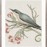 Ariala Bird VII