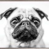 Adorable Pooch (Canvas)
