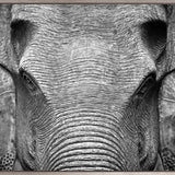 Elephant Wisdom (Canvas)