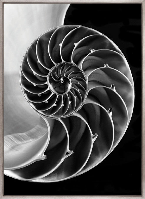 Nature's Symmetry (Canvas)