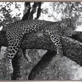 Wild African Leopard (Canvas)