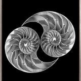 Nautilus Shells (Canvas)