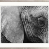 Elephant Wisdom