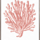 Ashford Soft Coral II (Canvas)