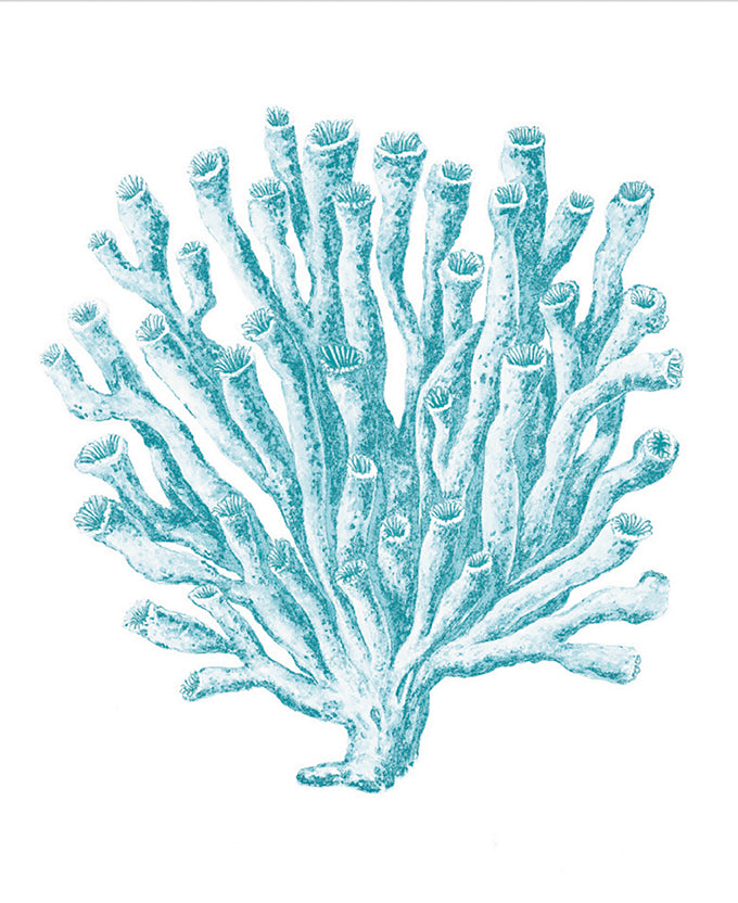 Ashford Soft Coral X