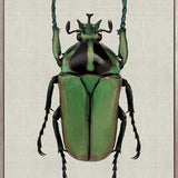 Beetle Subject I (Canvas)