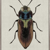 Beetle Subject II (Canvas)