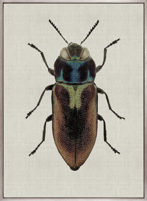 Beetle Subject II (Canvas)