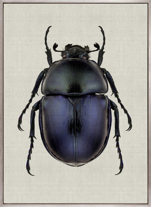 Beetle Subject IV (Canvas)