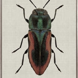 Beetle Subject V (Canvas)