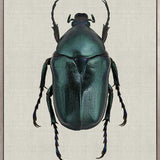 Beetle Subject VI (Canvas)