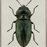 Beetle Subject VII (Canvas)