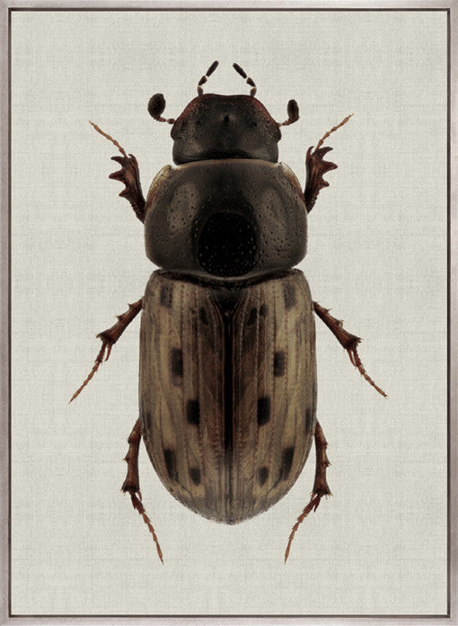 Beetle Subject VIII (Canvas)
