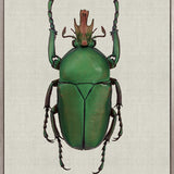 Beetle Subject IX (Canvas)
