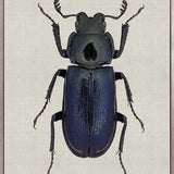 Beetle Subject X (Canvas)