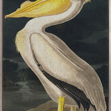 Exquisite Bird II (Canvas)