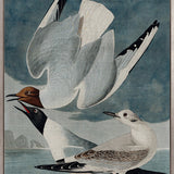 Exquisite Bird IV (Canvas)