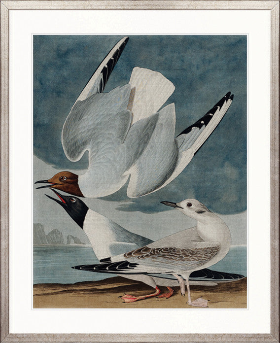 Exquisite Bird IV