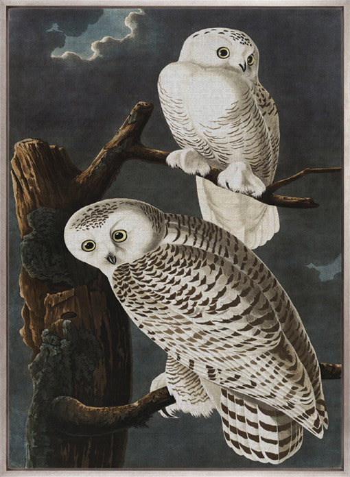 Exquisite Bird V (Canvas)