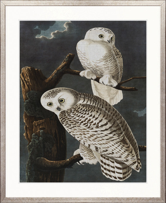 Exquisite Bird V