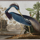 Exquisite Bird VII (Canvas)