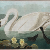 Exquisite Bird VIII (Canvas)