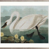 Exquisite Bird VIII