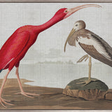 Exquisite Bird X (Canvas)
