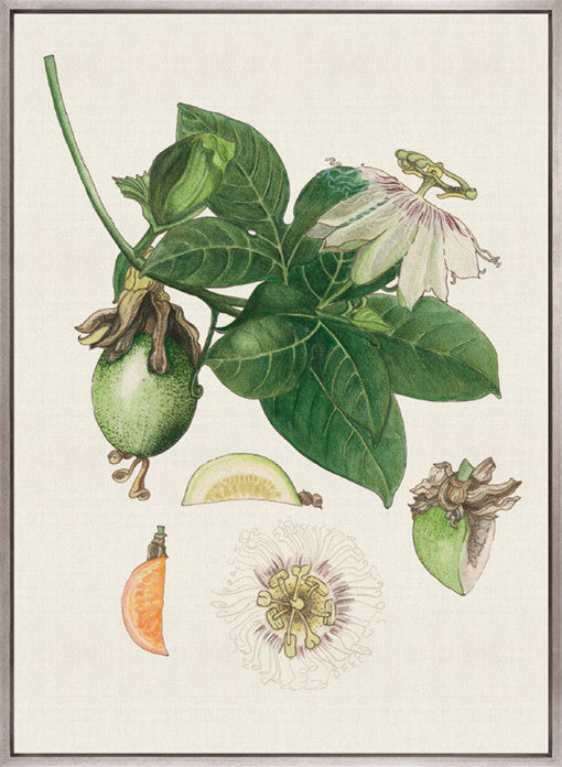 Classic Botanical Study I (Canvas)