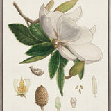 Classic Botanical Study II (Canvas)