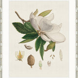 Classic Botanical Study II