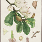 Classic Botanical Study III (Canvas)