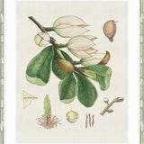 Classic Botanical Study III