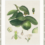 Classic Botanical Study IV