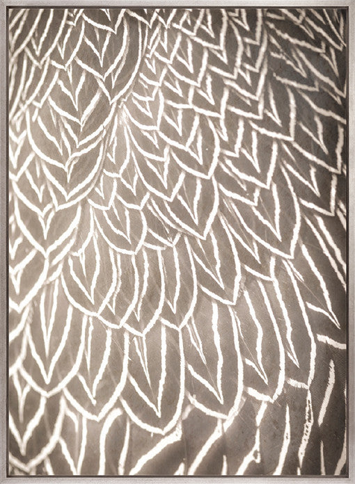 Aviles Feather V (Canvas)