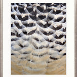 Simple Feather IV